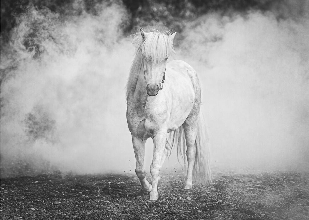 Pony islandese | Stampe su Tela