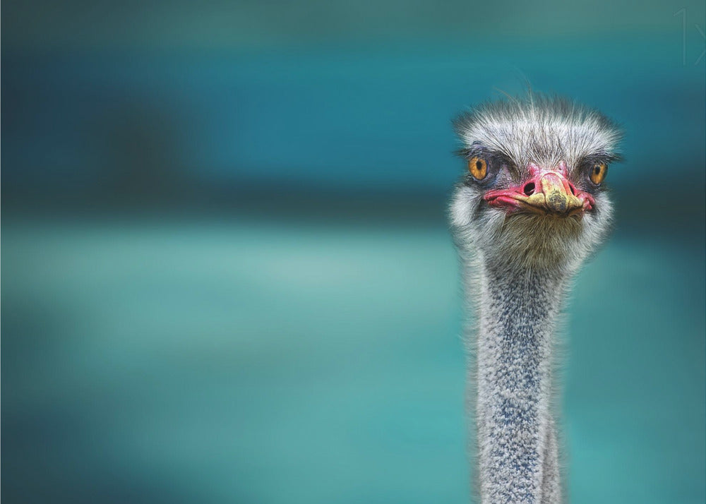 Strauß schützt zwei arme Hühner vor dem Wind | Poster - Kunstdruck