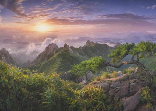 Mänty kalliolla | Valokuvatapetit