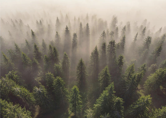 Kuusien armeija | Valokuvatapetit