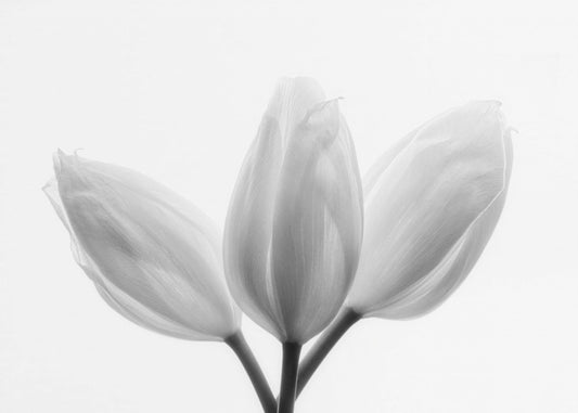 Trinidad | Impresiones en Lienzo