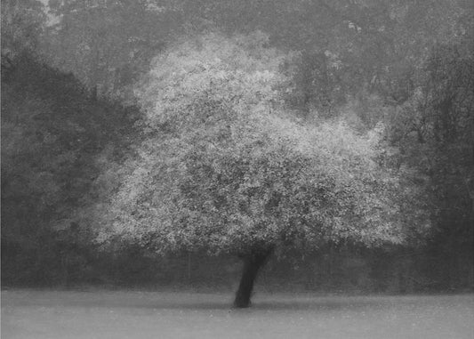 Magia del árbol | Impresiones en Lienzo