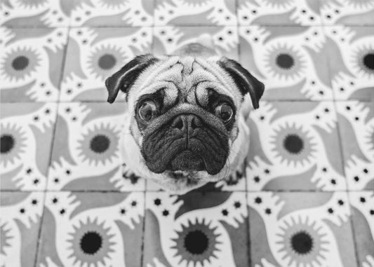 Voodoo | Canvastaulut