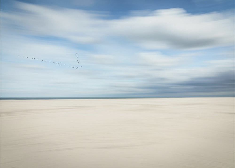 birds at the seaside | Wallpaper
