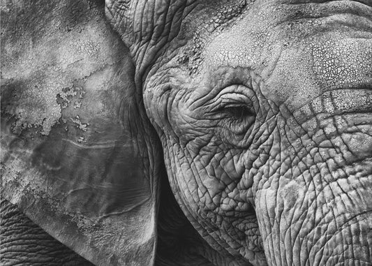 Norsun iho | Canvastaulut