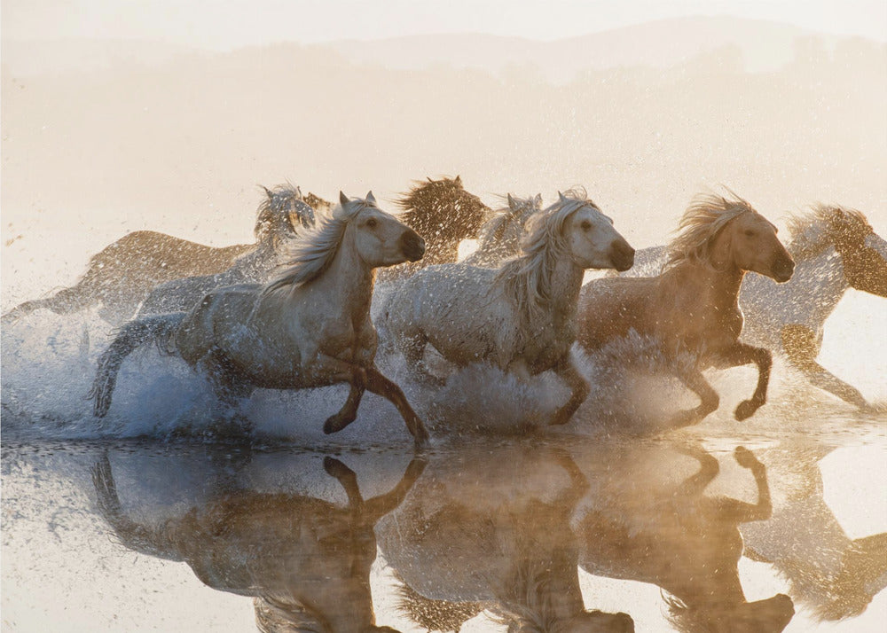 Hevoset | Valokuvatapetit