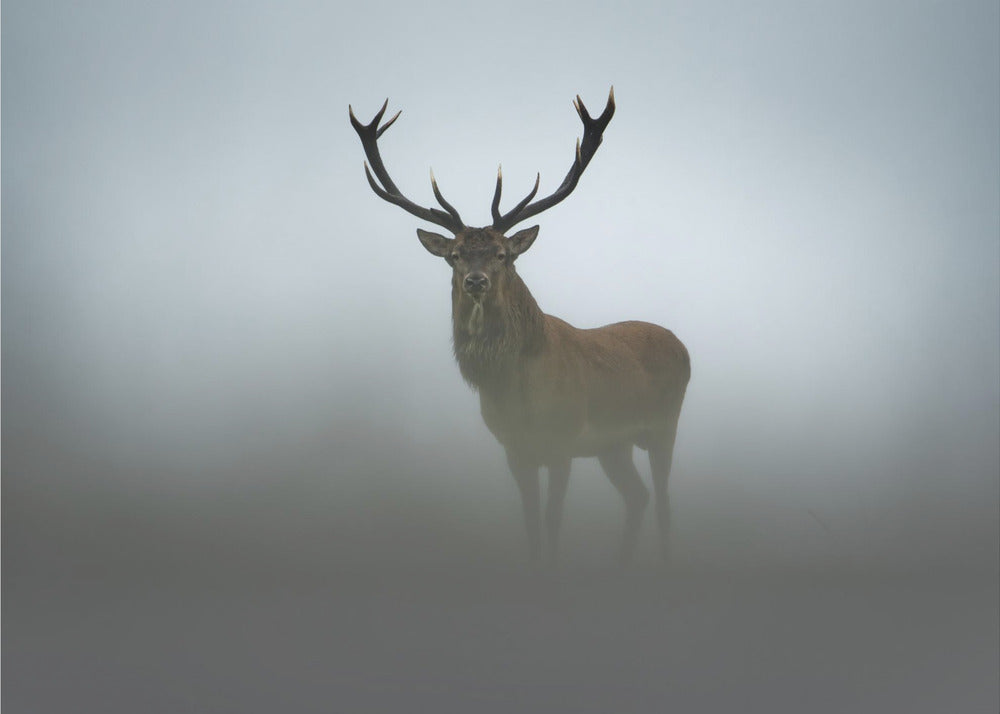 Lyhytkestoisuus | Valokuvatapetit