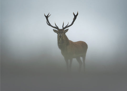 Lyhytkestoisuus | Valokuvatapetit