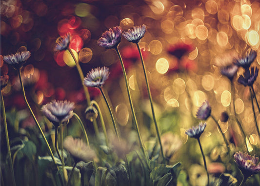 Nimetön | Valokuvatapetit