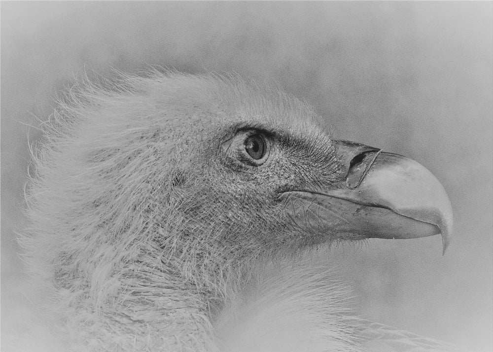 Bald eagle | Canvas