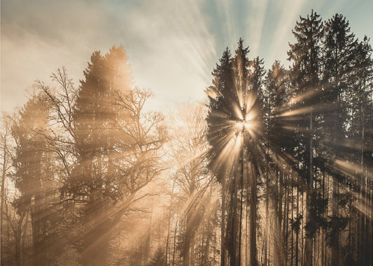 Desvaneciéndose Impresiones en Lienzo