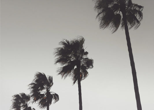 Palma_004 | Wydruki na łótnie