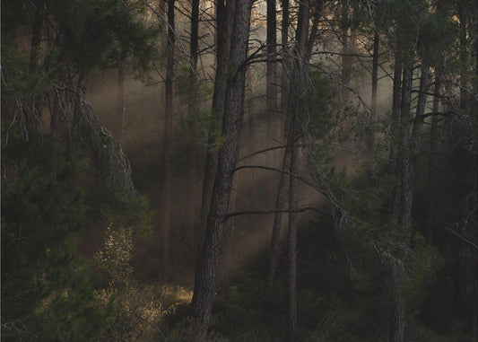 The Magic wood | Poster