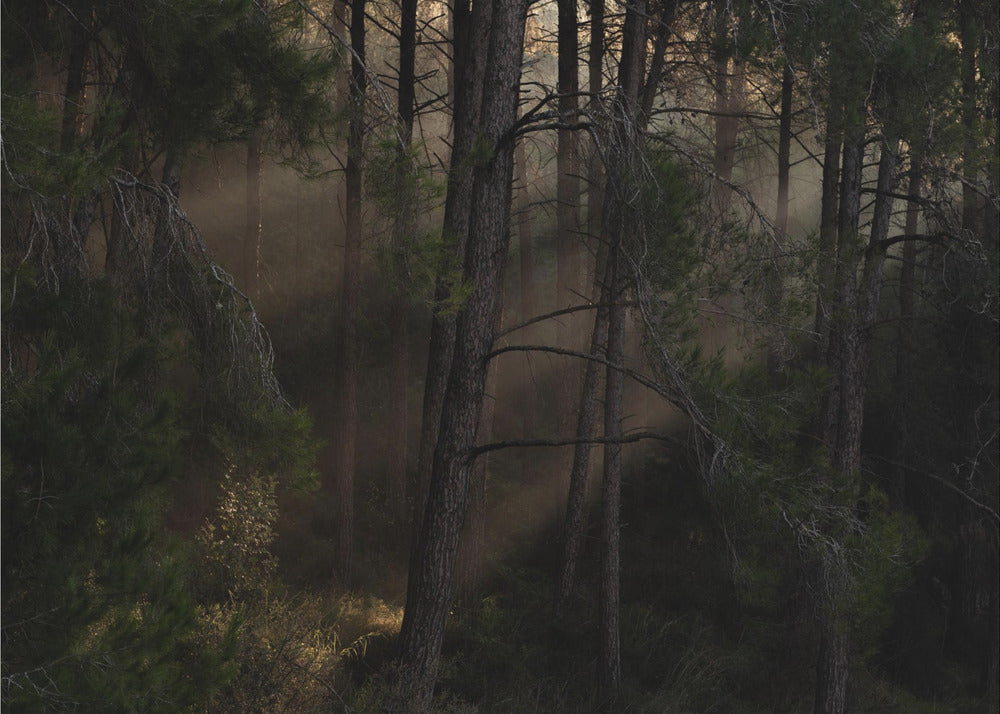 The Magic wood | Canvas