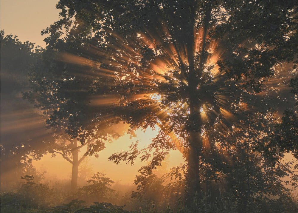 Brennender Baum | Fototapeten