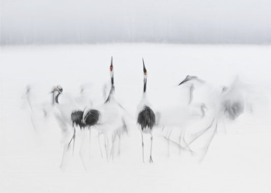 Ballet caligráfico | Papel Pintado Fotográfico