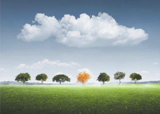 Seitsemän Puuta | Valokuvatapetit