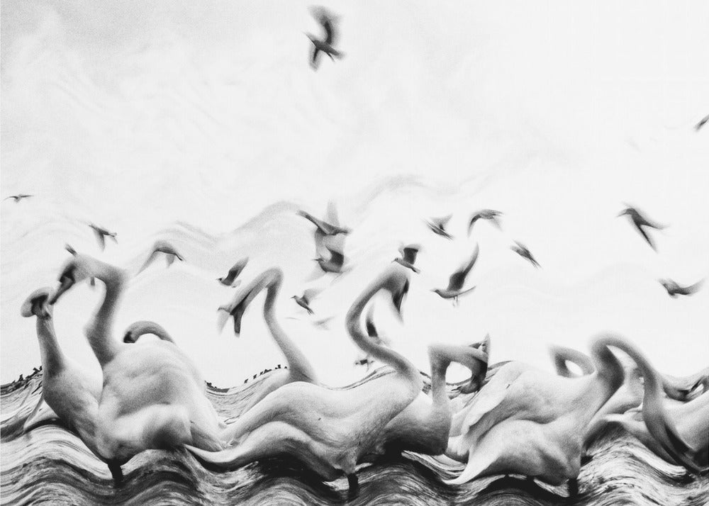 Olas de cisnes | Impresiones en Lienzo