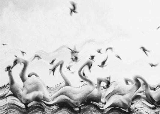 Olas de cisnes | Impresiones en Lienzo