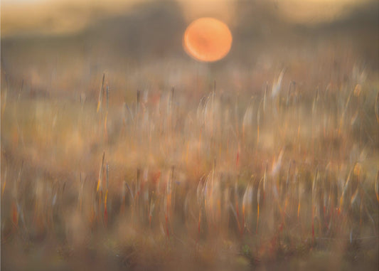 sunrise among the rough hair moss | Wallpaper