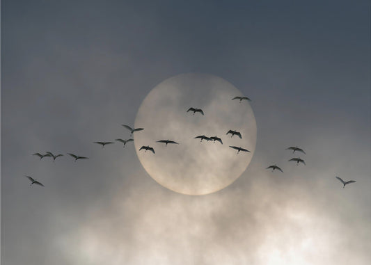 Siivet | Valokuvatapetit