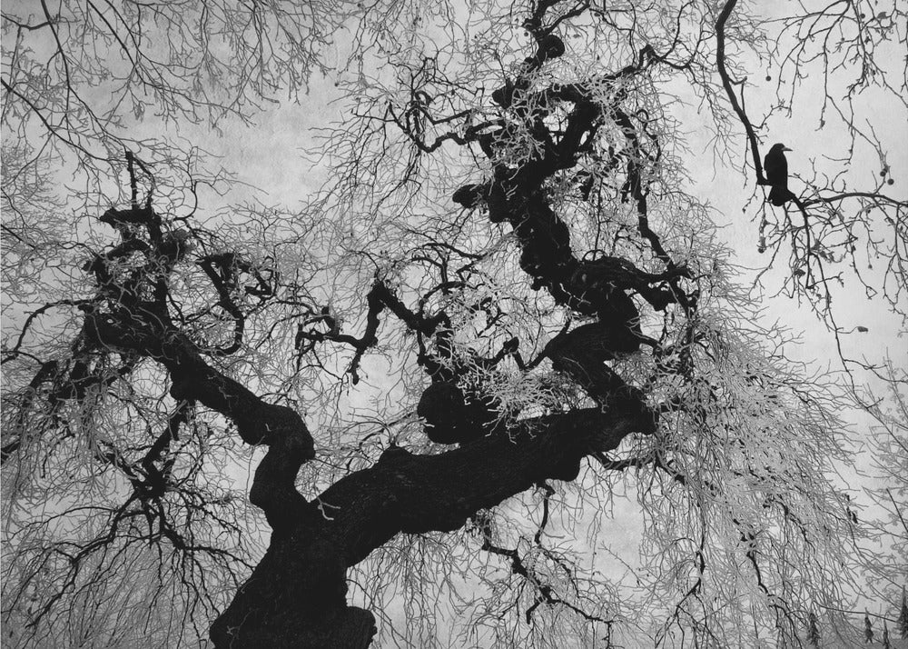 Si en un día de invierno | Impresiones en Lienzo