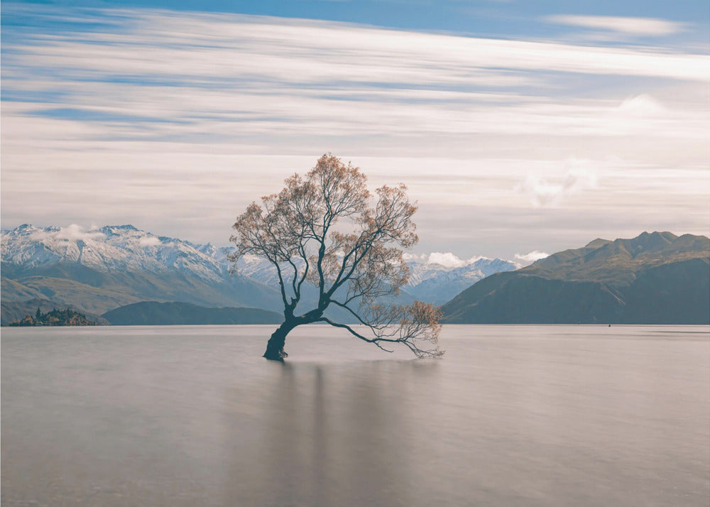 yksinäinen puu | Valokuvatapetit