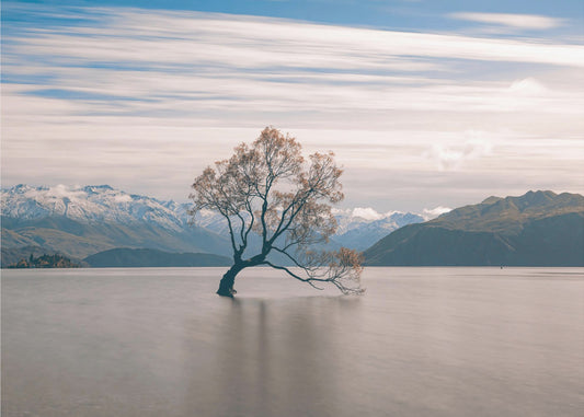 yksinäinen puu | Valokuvatapetit