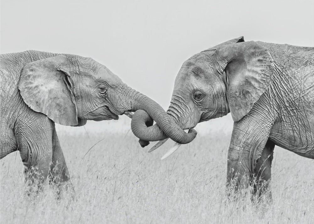 Konfrontaatio | Canvastaulut