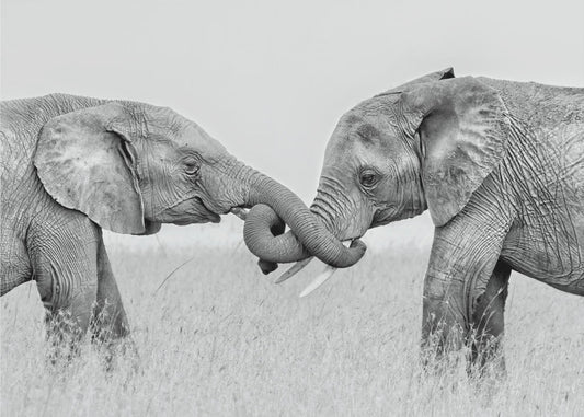 Konfrontaatio | Canvastaulut