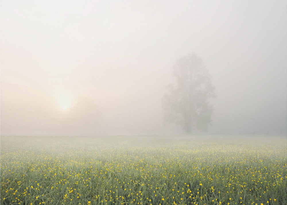 Kevään koristelu | Valokuvatapetit