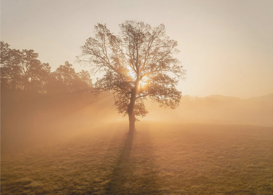 Yksinäinen puu | Valokuvatapetit