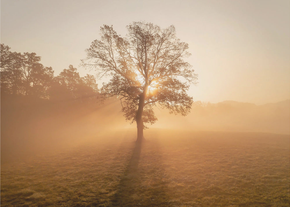 Albero solitario | Carta da Parati Fotografica