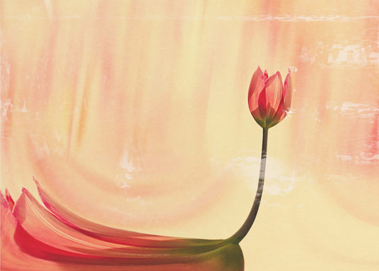 tanssija | Valokuvatapetit