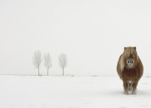 Kylmä poni | Julisteet - Taidevedokset