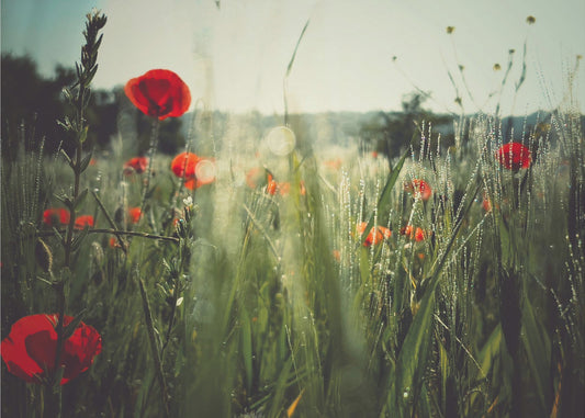 Kentän henki | Valokuvatapetit