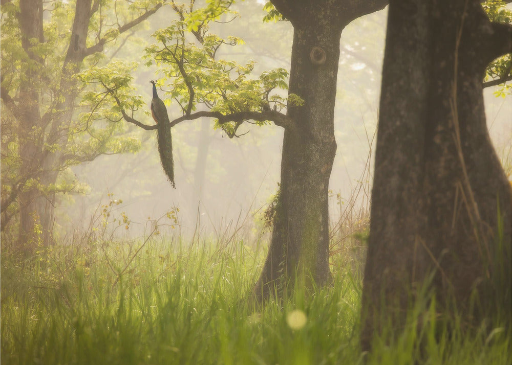 Pavone | Carta da Parati Fotografica