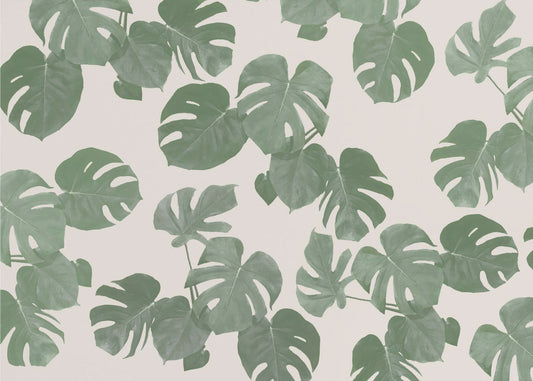 Monstera Leaves | Wallpaper