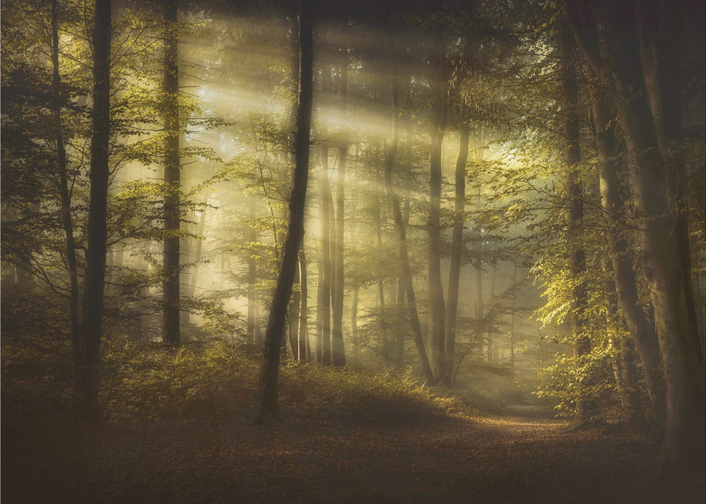 Mattina autunnale | Carta da Parati Fotografica