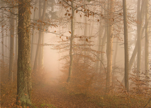 Vuosi on kulunut | Valokuvatapetit
