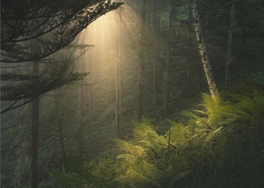 Valokeilassa. | Valokuvatapetit