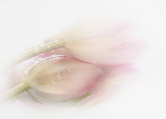 Koskettava | Valokuvatapetit