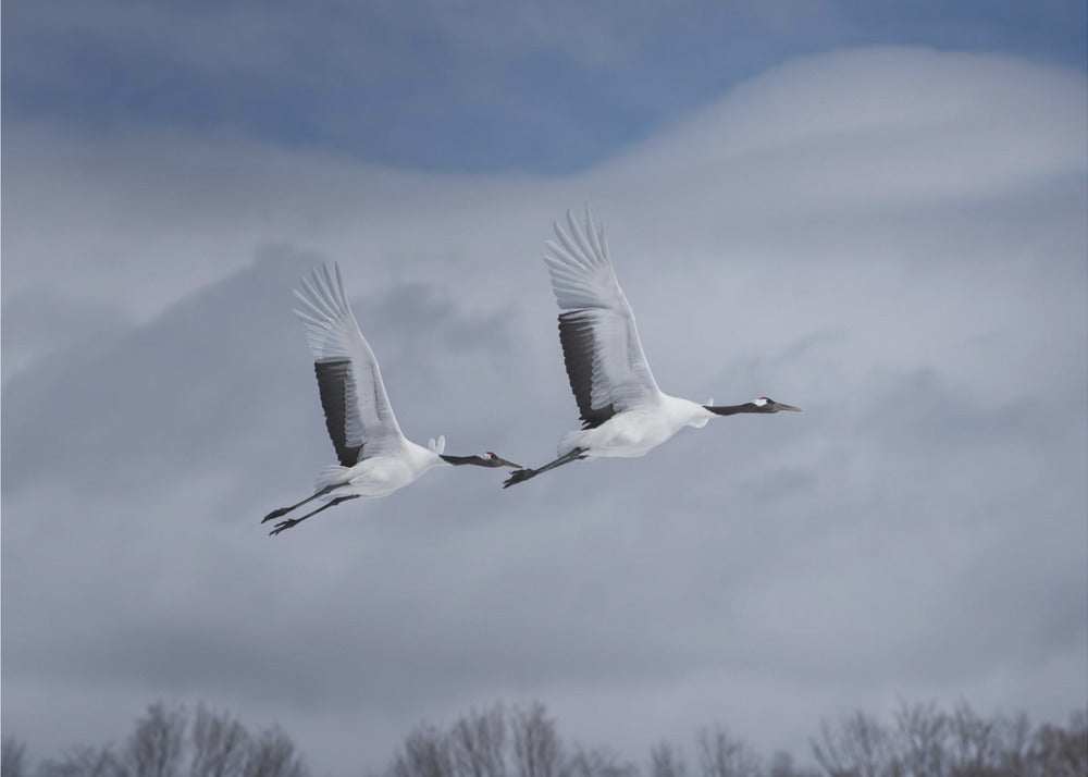 Sandhill toiminnassa | Valokuvatapetit