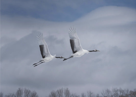 Sandhill toiminnassa | Valokuvatapetit