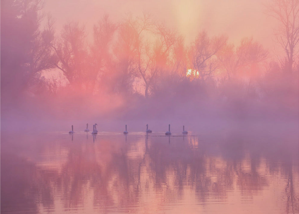 Amanecer en el lago de los cisnes | Papel Pintado Fotográfico