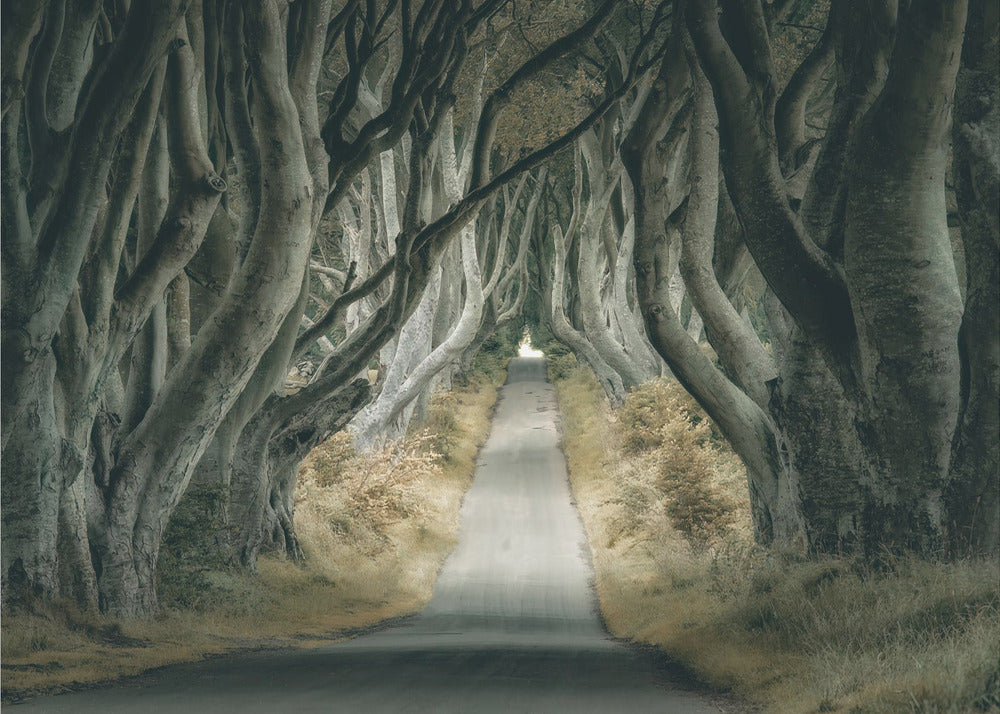 Irish Hedges | Wallpaper