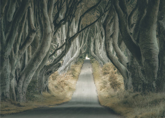 Irlannin pensasaidat | Valokuvatapetit