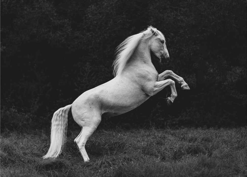 una historia corta de una brizna de hierba en un casco | Impresiones en Lienzo