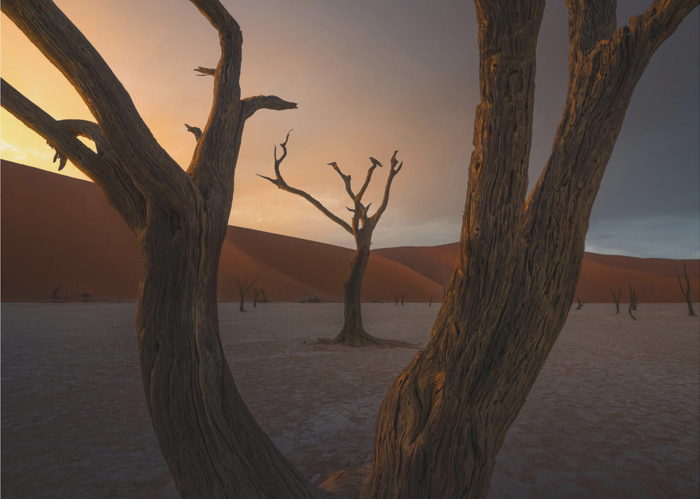 Luovutettu | Valokuvatapetit