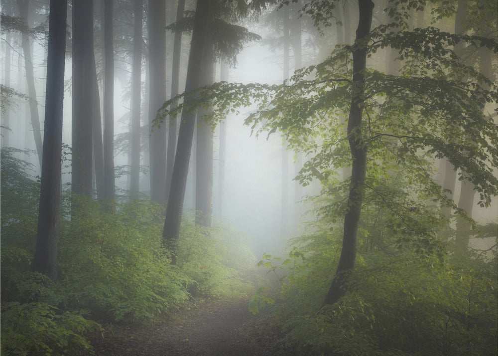 Nebbia mattutina | Carta da Parati Fotografica